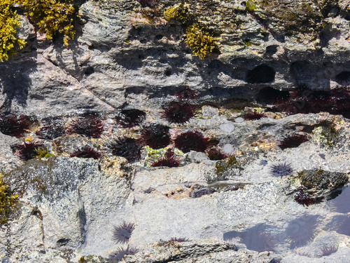 Sea hedgehogs on the rocky shore, rendered by sea. photo