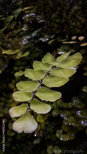 A leaf with small waterdrops