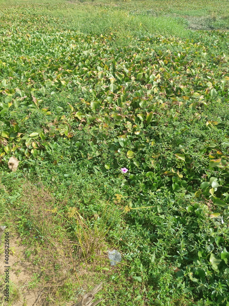 Fototapeta premium field of flowers