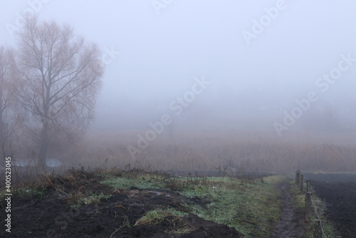 Landscape - tree in fog, lake overgrown with reeds