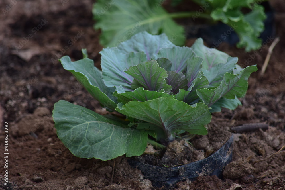 Naklejka premium Green leafy vegetables in the daytime have a beautiful color.