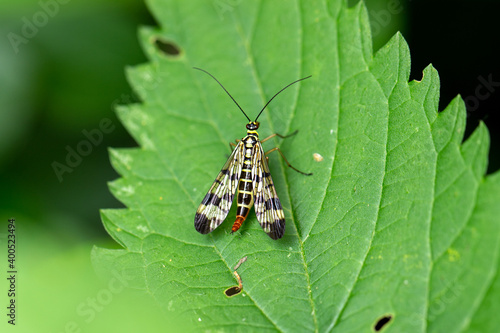 Scorpion fly, Panopra communis, waiting on the edge of a leaf