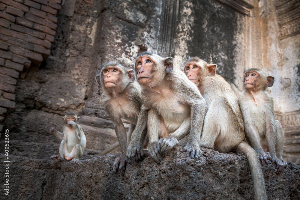 Obraz premium monkeys family looking