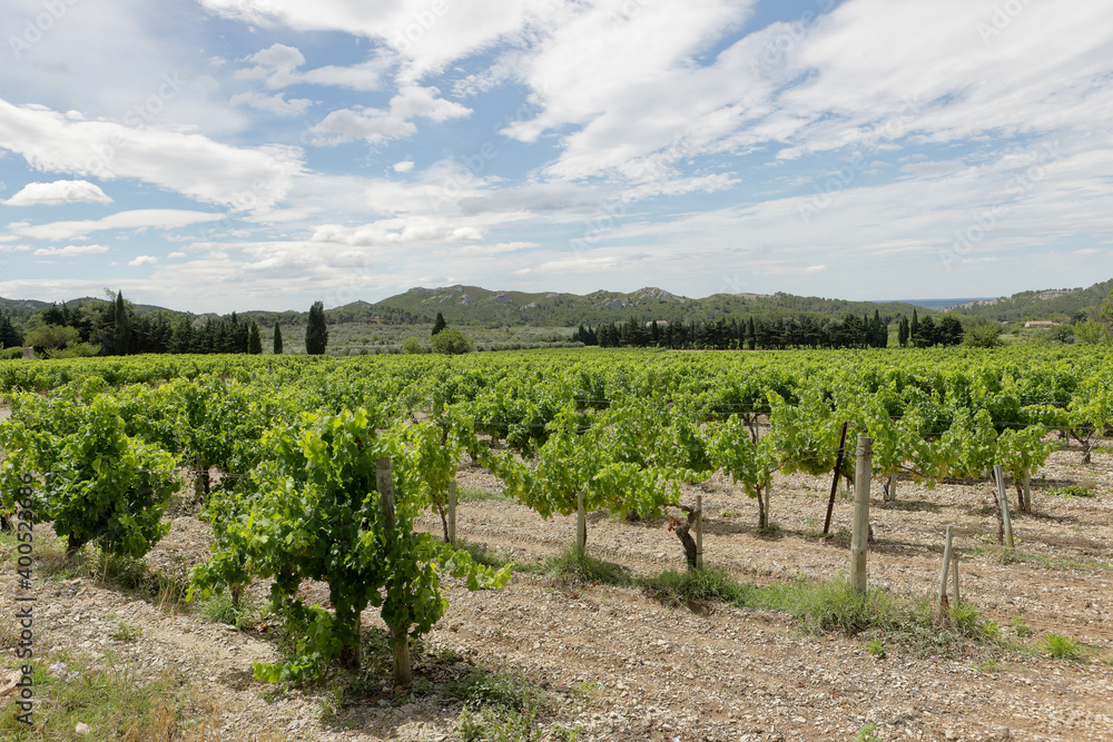 vineyard in region Provence	