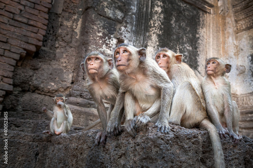  monkeys   family  looking