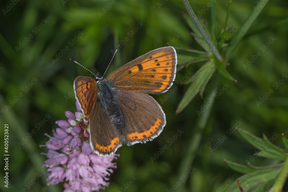 Lycaena hippothoe, Lilagold-Feuerfalter, DE, NRW, Lewertbachtal, Eifel 2020/06/06 15:25:13 Lycaena hippothoe, Lilagold-Feuerfalter, DE, NRW, Lewertbachtal, Eifel 2020/06/06 15:25:13