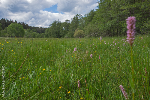 Wiese, Blumenwiese, Wildwiese, DE, NRW, Lewertbachtal, Eifel 2020/06/06 15:32:09 photo