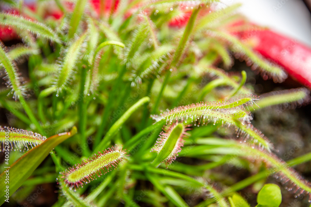 Fototapeta premium Sundews, Drosera Capensis carnivorous plant close-up view
