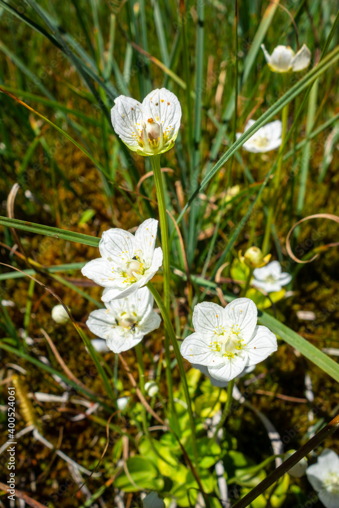 Parnassia palustris flowers in Vanoise national Park, France Parnassia palustris flowers in Vanoise national Park, France