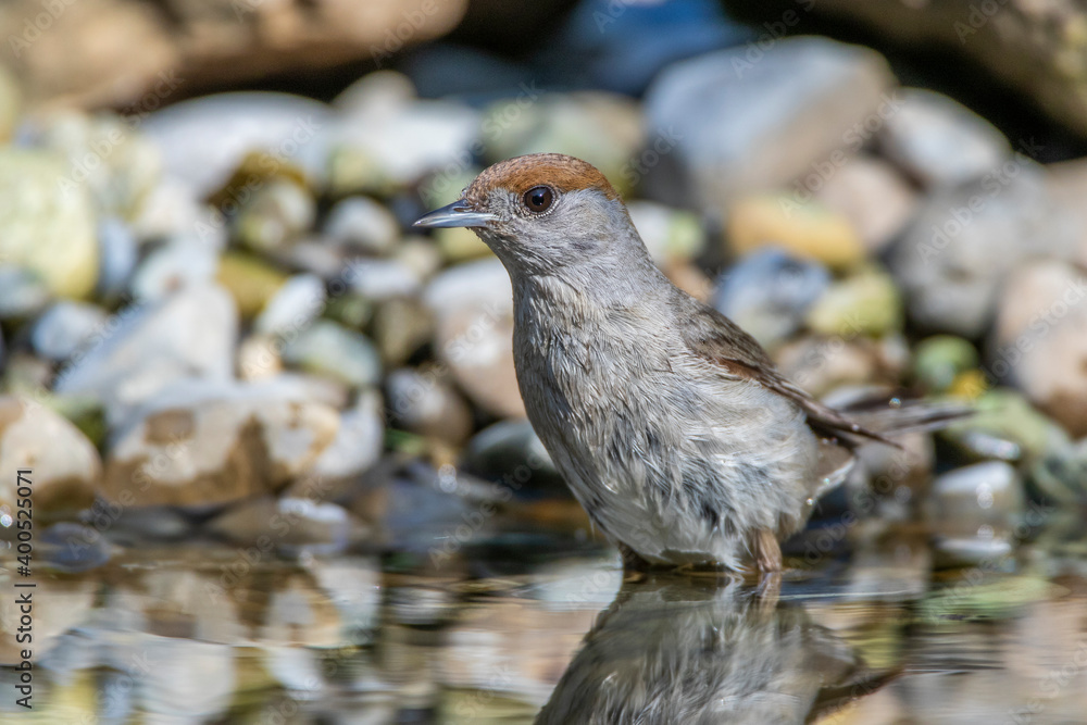 Mönchsgrasmücke (Sylvia atricapilla) Weibchen Mönchsgrasmücke (Sylvia atricapilla) Weibchen