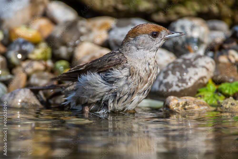 Mönchsgrasmücke (Sylvia atricapilla) Weibchen Mönchsgrasmücke (Sylvia atricapilla) Weibchen