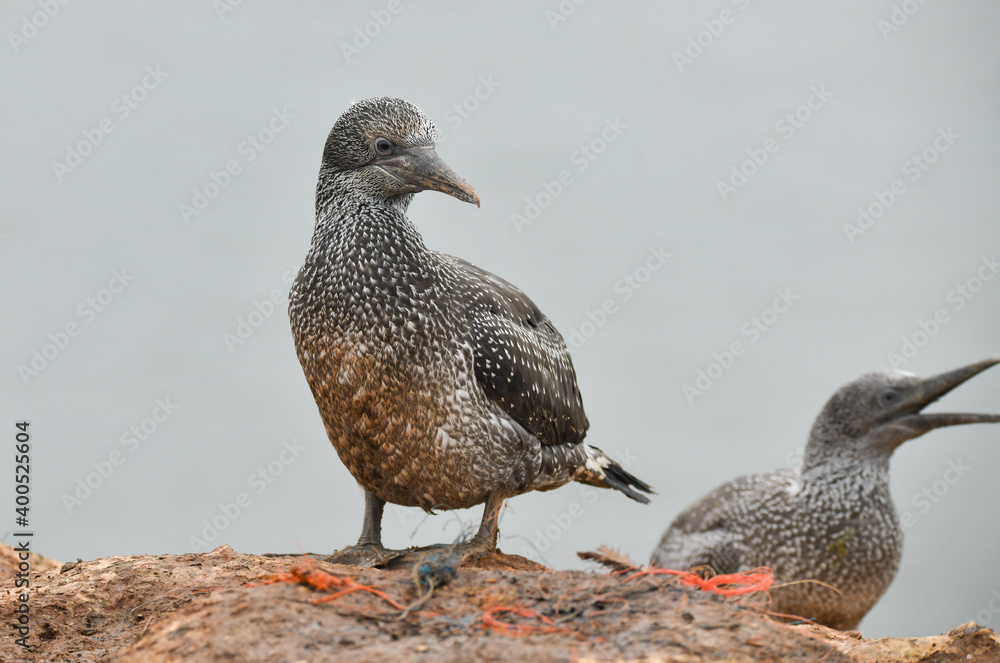 Fototapeta premium Junger Basstölpel auf Helgoland