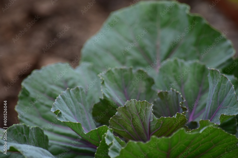 Green leafy vegetables in the daytime have a beautiful color. Green leafy vegetables in the daytime have a beautiful color.