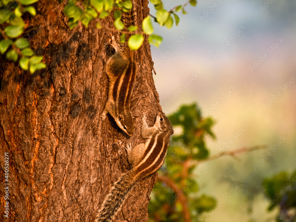 Obraz premium squirrel on tree