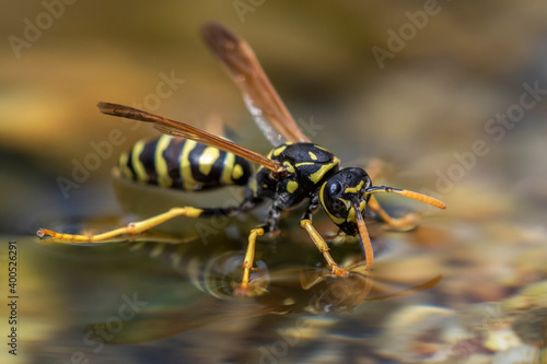 Haus-Feldwespe (Polistes dominula), Gallische Feldwespe holt Wasser