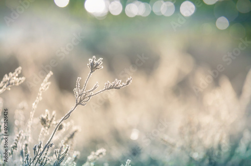 Frozen meadow © Galyna Andrushko