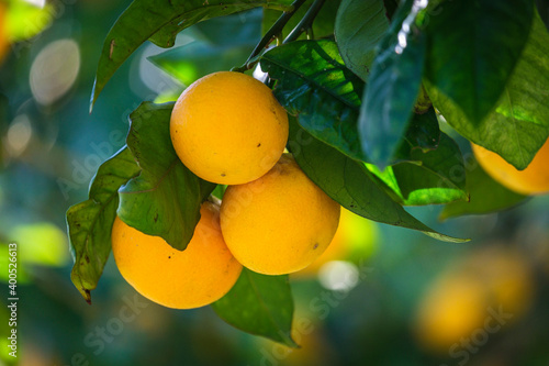 oranges on the tree  Lloret de Vista Alegre  Mallorca  Balearic Islands  Spain