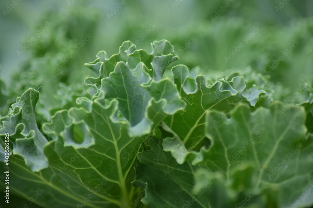 Green leafy vegetables in the daytime have a beautiful color. Green leafy vegetables in the daytime have a beautiful color.