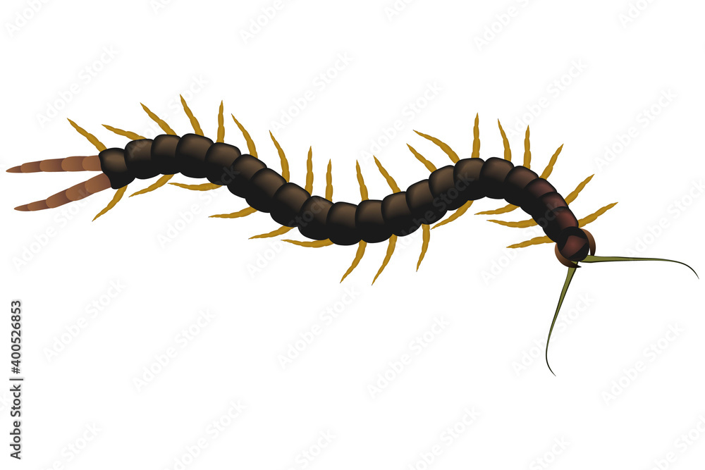 Centipede poisonous on a white background. Scolopendra is crawling. Vector illustration Centipede poisonous on a white background. Scolopendra is crawling. Vector illustration