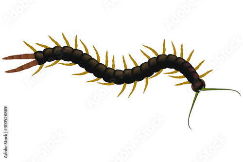 Centipede poisonous on a white background. Scolopendra is crawling. Vector illustration