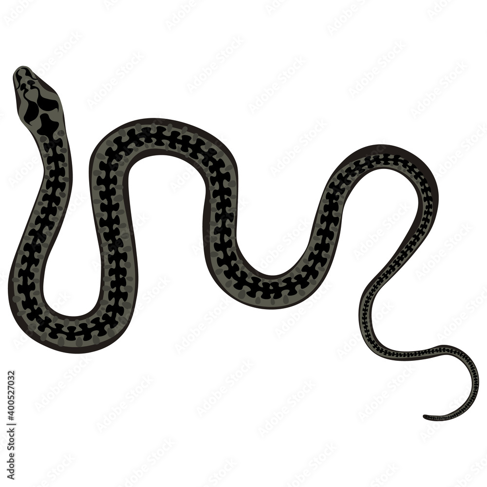 Fototapeta premium Black venomous snake viper on a white background. Vector illustration
