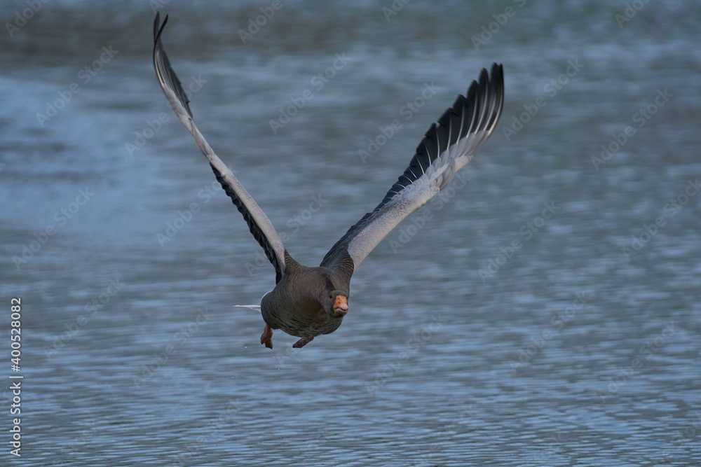 Greylag Geese (Anser anser) flying over a lake during winter at Slimbridge in Gloucestershire, England. Greylag Geese (Anser anser) flying over a lake during winter at Slimbridge in Gloucestershire, England.