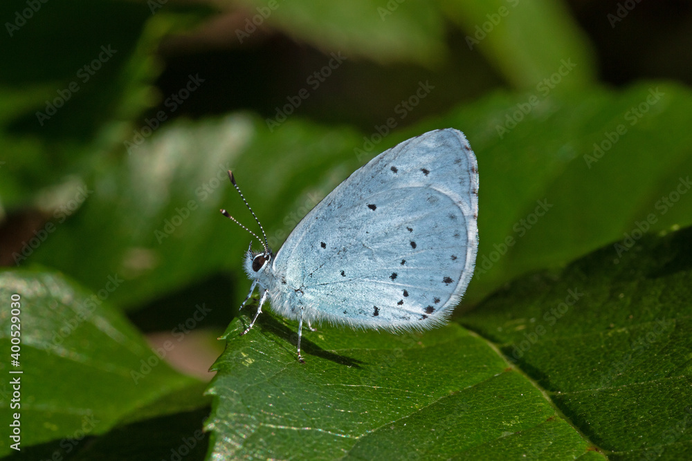 Celastrina argiolus, Faulbaumbläuling, DE, NRW, Leverkusen-Opladen 2020/06/24 07:02:43 Celastrina argiolus, Faulbaumbläuling, DE, NRW, Leverkusen-Opladen 2020/06/24 07:02:43