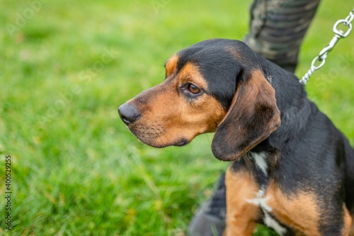 Close up portrait of a young cute reddish and black mongrel dog of a Slovak hound being held on chain. Green grass in the background.