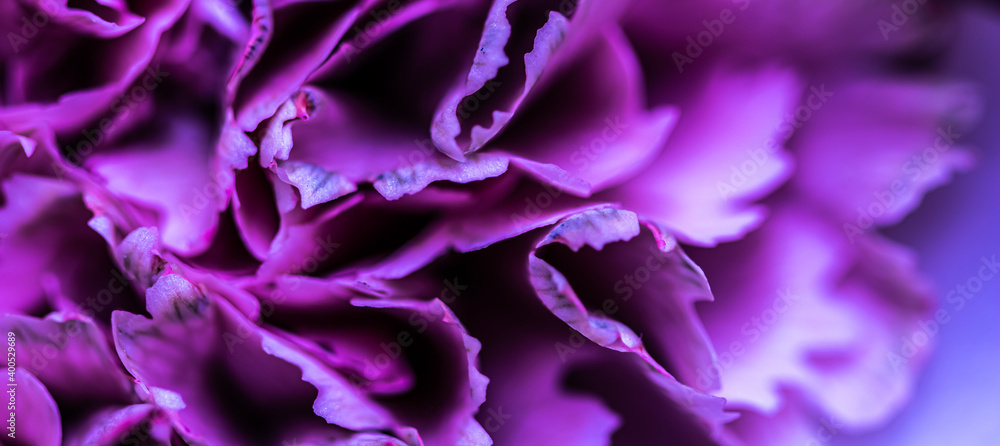 Abstract floral background, purple carnation flower petals. Macro flowers backdrop for holiday brand design