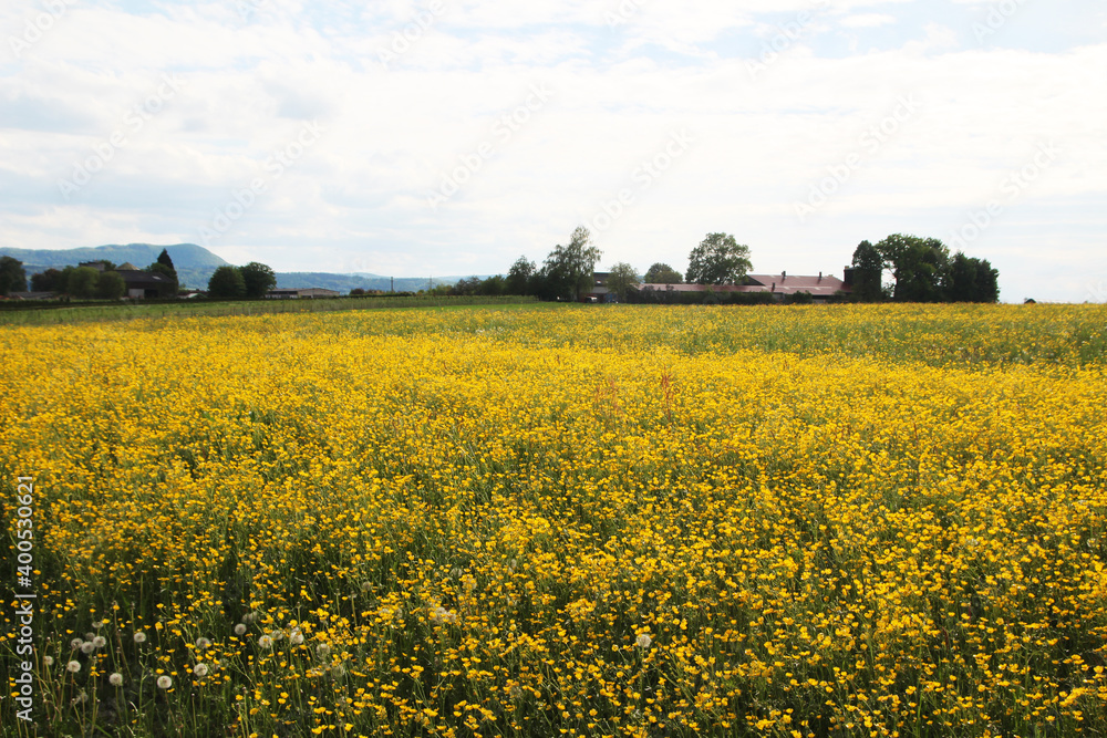 A field of rapeseed in Baden-Wuerttemberg, Germany	