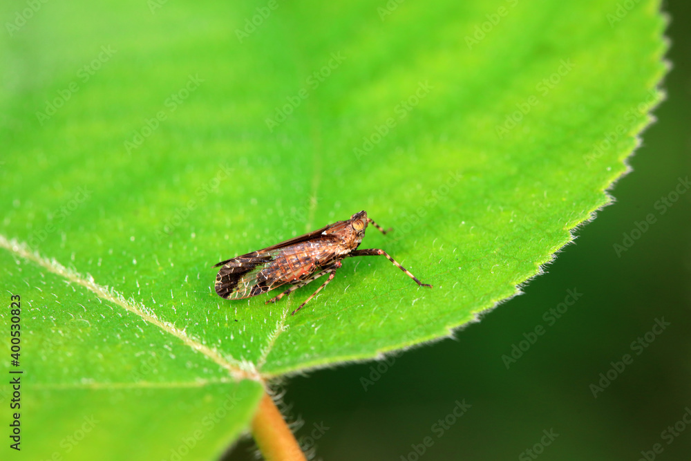 Wax cicada nymphs live on wild plants in North China Wax cicada nymphs live on wild plants in North China