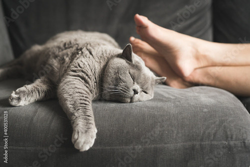 Close up of a British Short Hair cat sleeping next to a woman’s feet on a grey sofa in a house in Edinburgh, Scotland, United Kingdom © CarlosGLopez