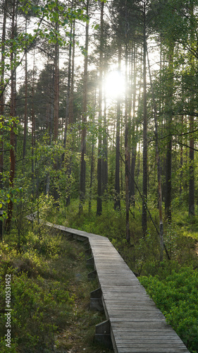Green Forest Scandinavian Landscape in remote Tresticklan National Park in Sweden.