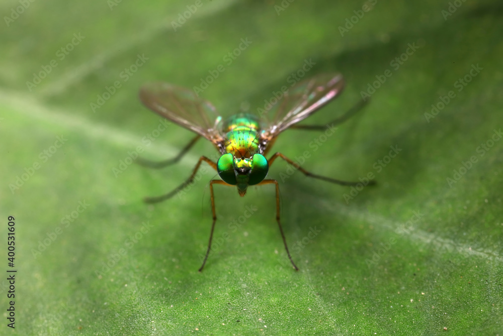 A tabanid perches on a green leaf in North China A tabanid perches on a green leaf in North China