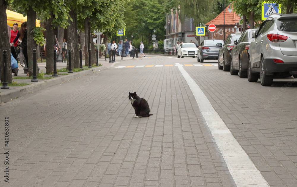 Fototapeta premium Homeless cat sitting city road.