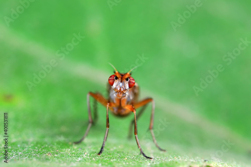 Flies on plants in the nature, North China Plain