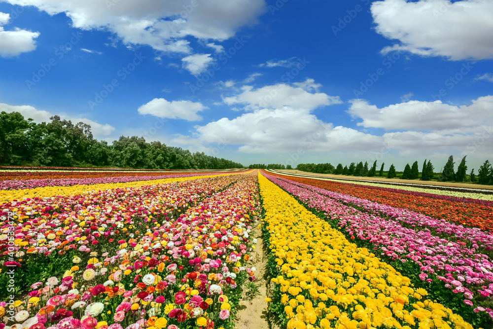  Flower on the border with Gaza Strip