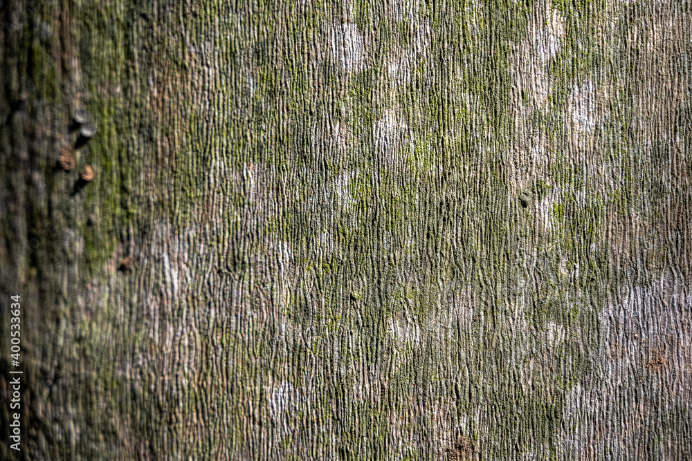 Obraz premium palm tree bark closeup background rough texture natural