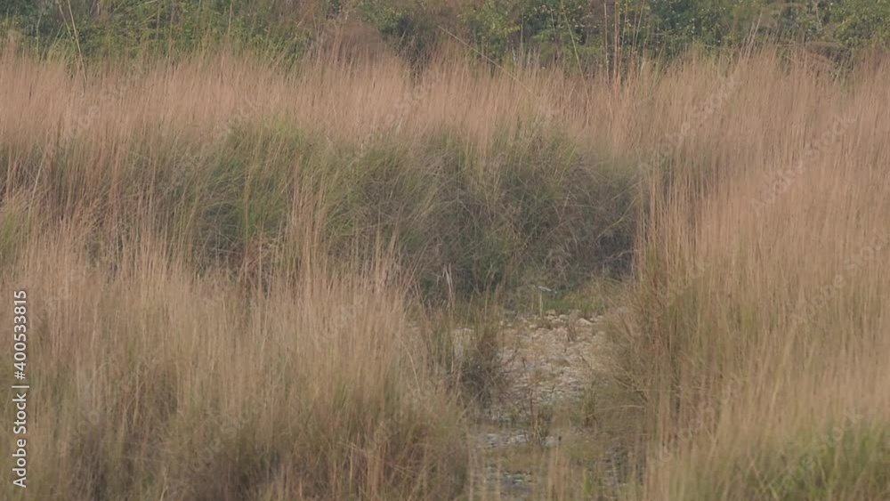 Wide shot of wild royal bengal tiger walking or crossing from frame at dhikala zone of jim corbett national park or tiger reserve uttarakhand india - panthera tigris tigris Wide shot of wild royal bengal tiger walking or crossing from frame at dhikala zone of jim corbett national park or tiger reserve uttarakhand india - panthera tigris tigris