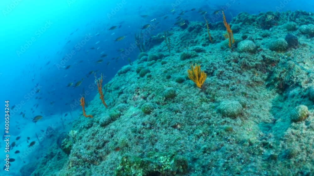 fish and sponge scenery underwater sun beams sun rays underwater mediterranean sea sun shine relaxing ocean scenery fish and sponge scenery underwater sun beams sun rays underwater mediterranean sea sun shine relaxing ocean scenery