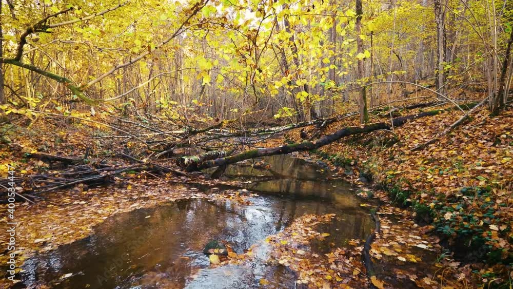The river in autumn forest. Large stones with green moss and fallen leaves of trees. Wilde nature concept. The river in autumn forest. Large stones with green moss and fallen leaves of trees. Wilde nature concept.