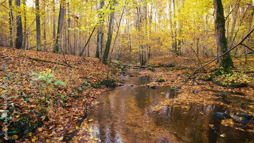 The river in autumn forest. Large stones with green moss and fallen leaves of trees. Wilde nature concept. The river in autumn forest. Large stones with green moss and fallen leaves of trees. Wilde nature concept.