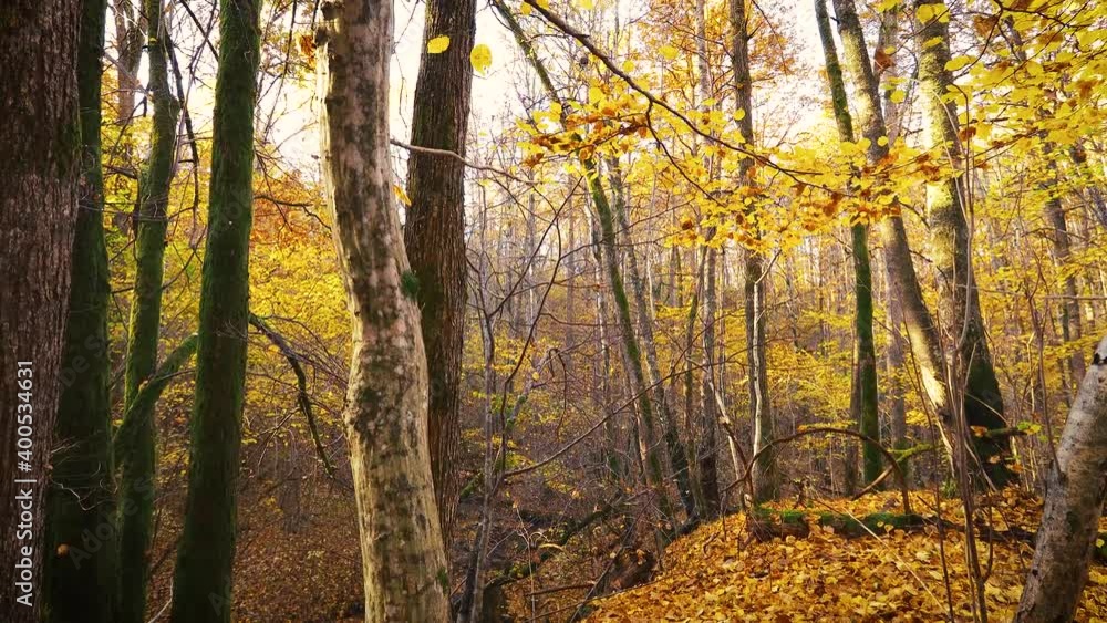 Deciduous trees with yellow and orange leaves in autumn. Slow camera rises up from the ground . Autumn forest landscape. Deciduous trees with yellow and orange leaves in autumn. Slow camera rises up from the ground . Autumn forest landscape.