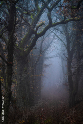 dark misty morning in the forest