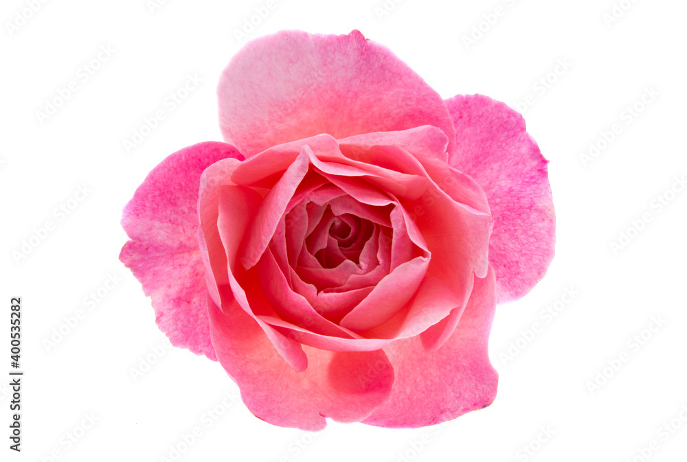 pink rose isolated pink rose isolated