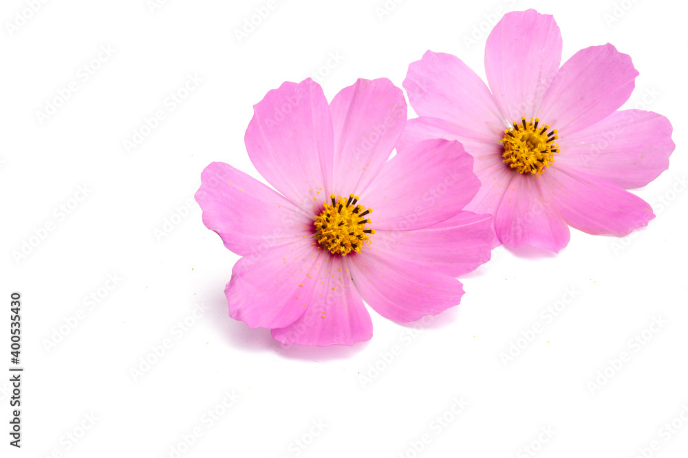 cosmos flowers isolated