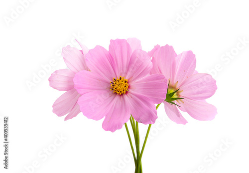 cosmos flowers isolated