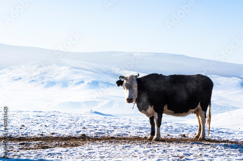 Cows in the snowy mountains, Terelj, MONGOLIA © Uuganbayar