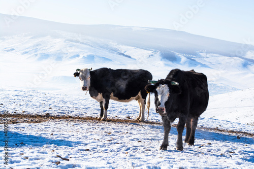 Cows in the snowy mountains at sunny day © Uuganbayar