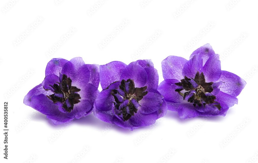 Obraz premium delphinium flower isolated